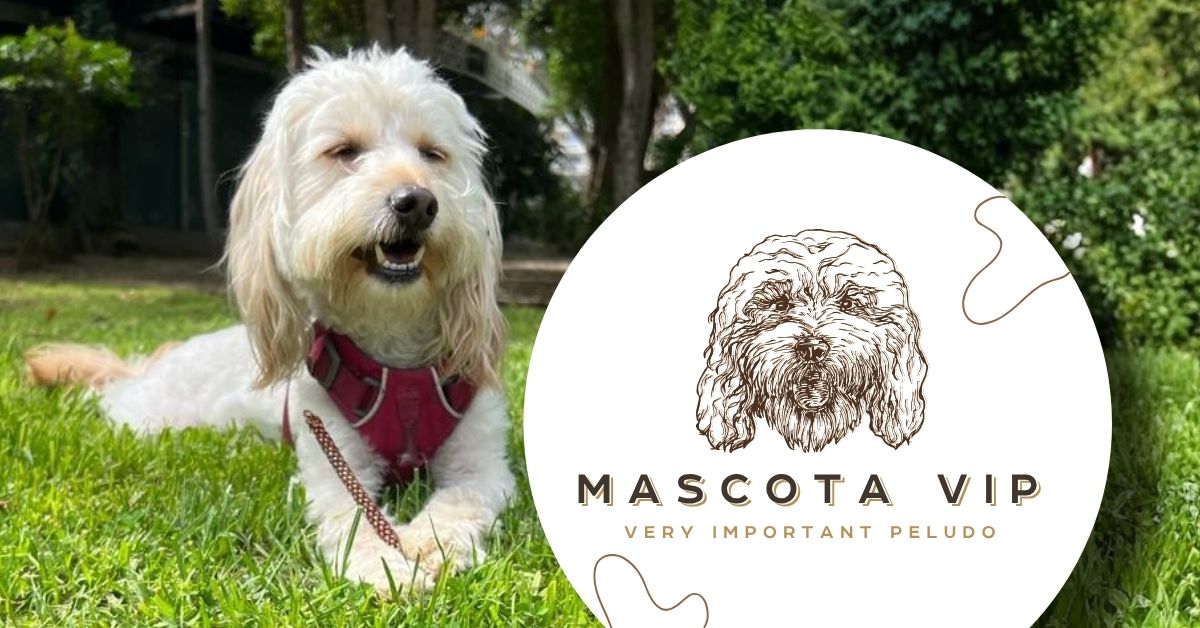 Mascota VIP: Desarrollo de tienda online en Shopify para eCommerce de mascotas